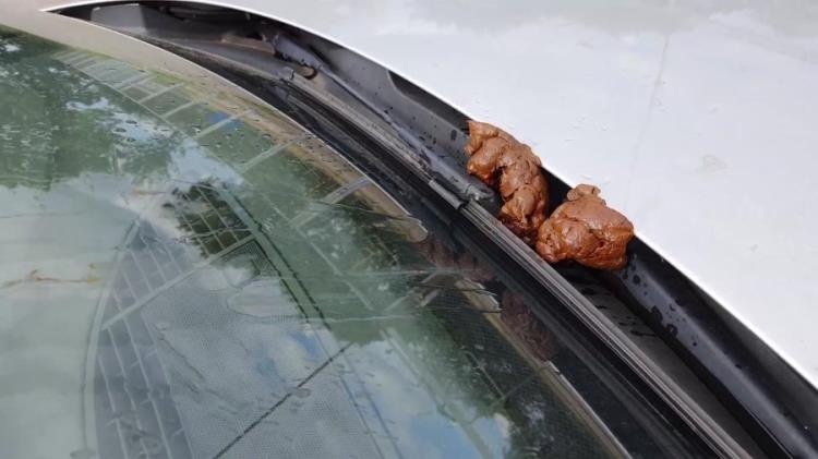 shit and piss in public on a car with Versauteschnukkis [2021 | FullHD]