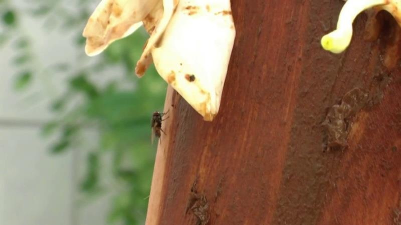 MINA - Scat Flower Play P1 [2025 | FullHD]